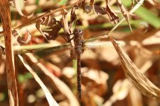 Dragonfly-2022-10-09-IMG_3729S.jpg