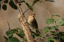 Warbler-IMG_3735S.jpg