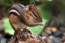 Chipmunk-2022-10-24-IMG_0121SS.jpg