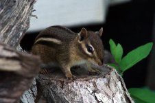 Chipmunk-2019-07-06-Img_8502SS.jpg