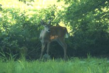 Deer-2024-07-14-IMG_6082S.jpg