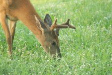 Deer-2024-07-24-IMG_6166S.jpg