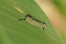 Caterpillar-2024-07-28-IMG_6289S.jpg