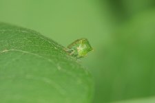 BuffaloTreehopper-2024-07-28-IMG_6306S.jpg