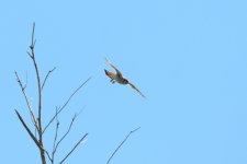 Kestrel-2023-08-06-IMG_6485S.jpg