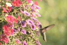 Hummingbird-2024-08-18-IMG_6564S.jpg