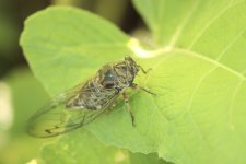 Cicada-2024-08-24-IMG_6594S.jpg