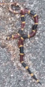 coral snake.jpg