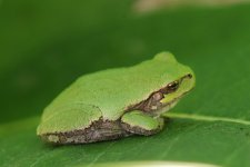 Treefrog-2024-09-25-IMG_0309S.jpg