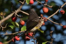 Warbler-2024-09-25-IMG_0354S.jpg