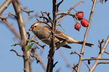 Sparrow-2024-09-25-IMG_0338S.jpg