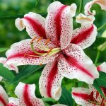 Daylilly redsparkle.jpg