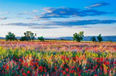 field of flowers 1.jpg