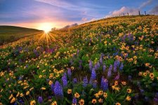 field of flowers 5.jpg