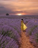 field of flowers 6.jpg