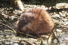 Muskrat-2023-04-18-IMG_4297S.jpg