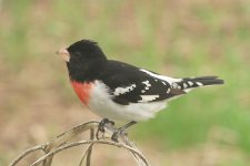 Grosbeak-2023-05-11-IMG_4885S.jpg